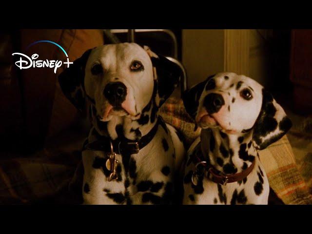 Pongo and Perdita get Married – 101 Dalmatians (HD Movie Clip)