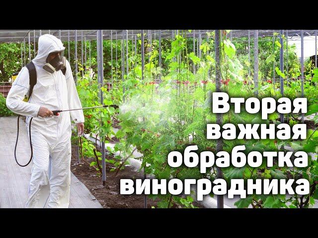 Вторая важная проф. обработка виноградника
