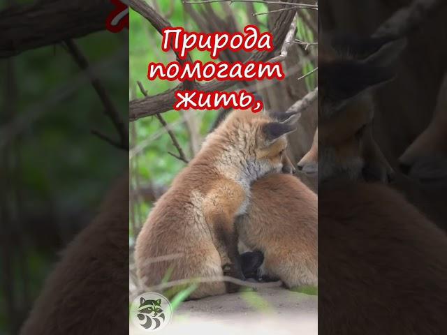 Доброе утро! Есть три незаменимых лекарства на земле