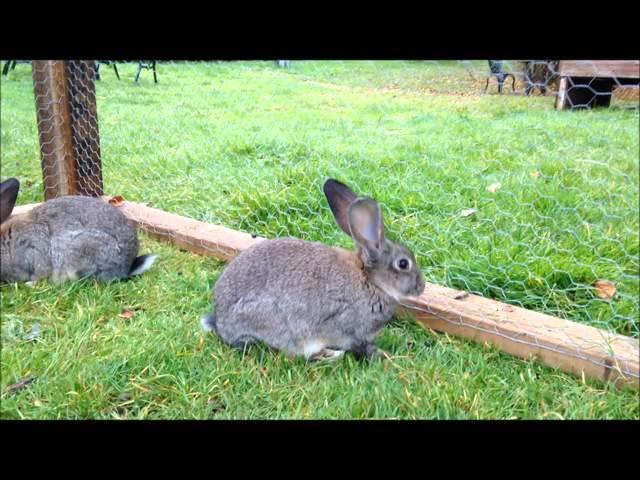 Rabbits at the ISPCA