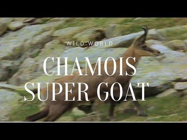 chamois-super goat from france |  documentary