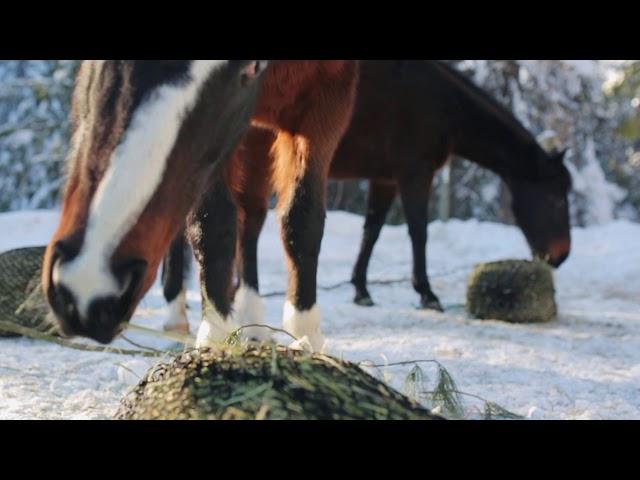 Winter with slow feeder hay bags