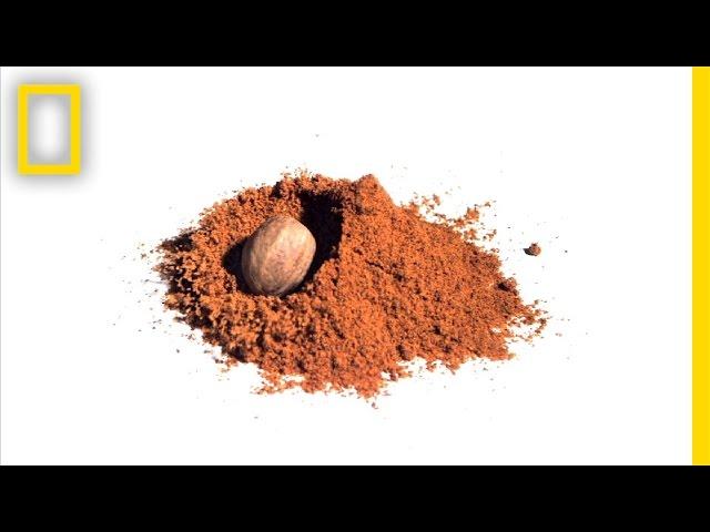 The Nutmeg Wars | National Geographic