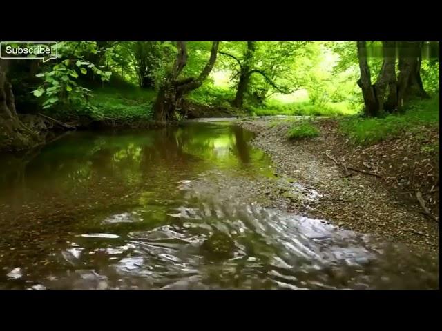 Bello Sonidos de la naturaleza-Sonido de Agua y Pajaros-Suave Sonido río-Celestial Canto de Pájaros