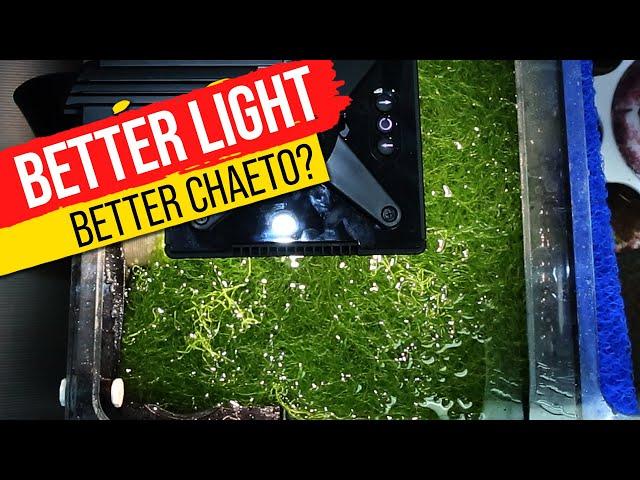 11 Popular Refugium Lights TESTED... Super Charge Your Macro Algae With Data!