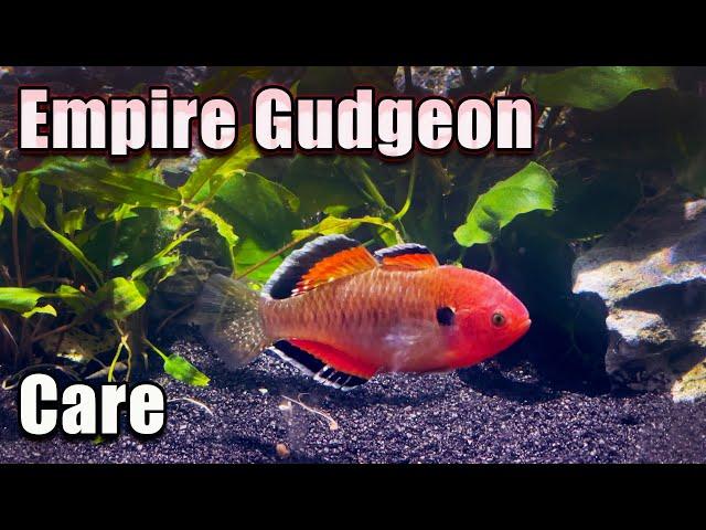 The Show Stopper - Empire Gudgeon Care