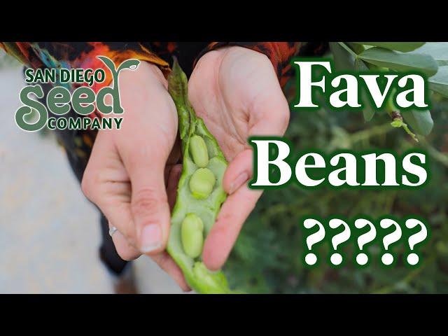 Why every farm should grow Fava beans