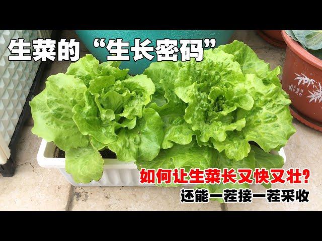 如何在家自己种出高产、好吃的生菜？|How to grow lettuce at home?