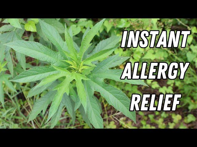 Stop Allergies In Their Tracks With This Common Wild Herb