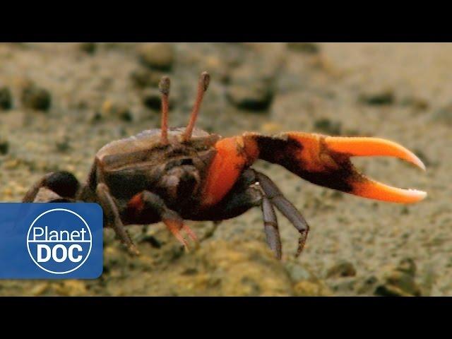 Crab | Wild Animals - Planet Doc Full Documentaries