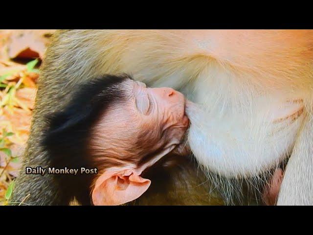 Newborn Baby Monkey Vienna Much Beautiful, Baby Monkey Sleeping & Drink Milk Very Delicious,