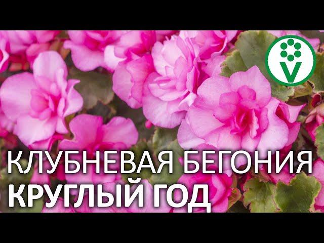 УХОД ЗА БЕГОНИЕЙ КРУГЛЫЙ ГОД. Зимовка, размножение и посадка клубневой бегонии