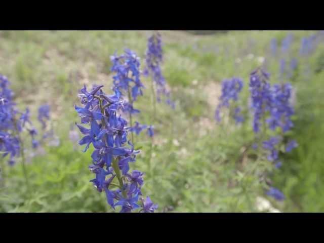 Wildflower Guide: Beautiful Native Plants on Utah's Wasatch Plateau