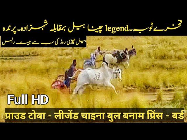 Ox Race | Ox Race in Pakistan |Best Bull Race #bailgadi race