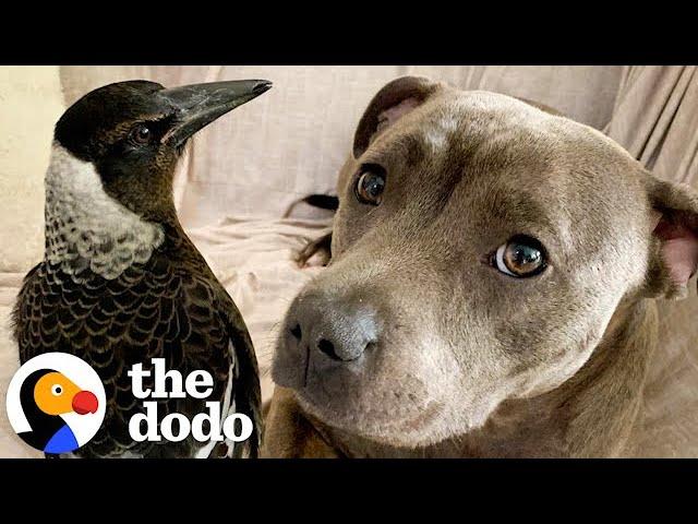 Pittie Thinks She's A Rescued Magpie's Mama | The Dodo