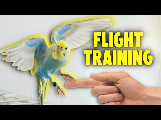 How to Teach Your Bird to Fly to You