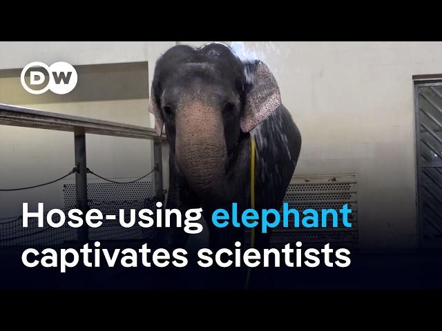 Elephant displays sophisticated hose skills at Berlin Zoo and fascinates scientists | DW News