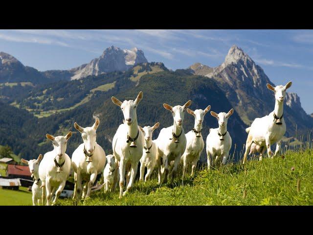 Saanen Goats | The Holsteins Of The Goat World