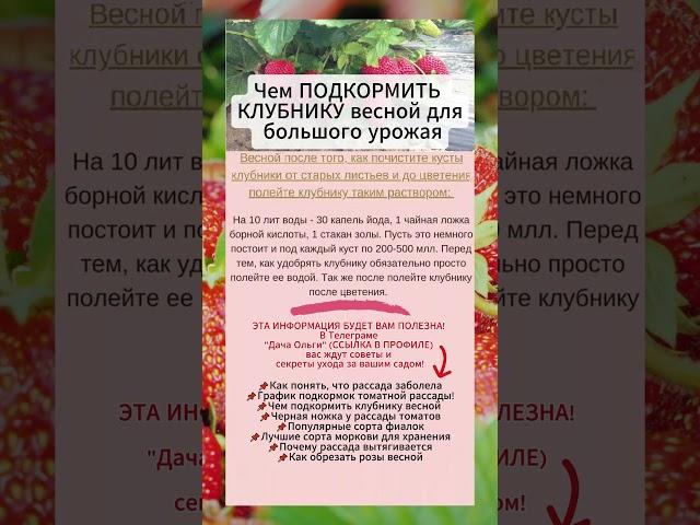 Чем ПОДКОРМИТЬ КЛУБНИКУ ВЕСНОЙ для урожая #удобрения #подкормкаклубники #выращиваниеклубники