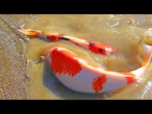 Why do Koi Fish GROW So Fast in a MUD POND? (Natural Pond)