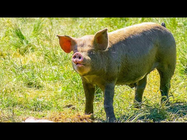 Free Range Pig Farm