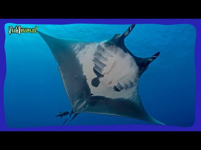 TODO SOBRE LA MANTARRAYA OCEÁNICA GIGANTE