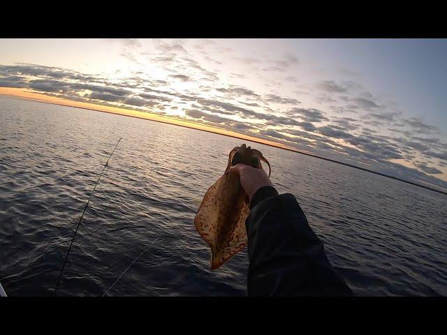 The early bird gets the squid  Squid hunting at daybreak Squid vid 32