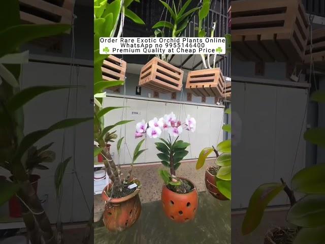 Buy Rare Orchid Plants Online #orchid #orchidcare #flowers #plants #gardening #ytshorts #beautiful