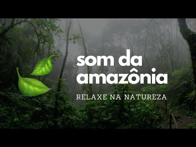  Som da Floresta Amazônica (Som da Natureza para Relaxar e Meditar)