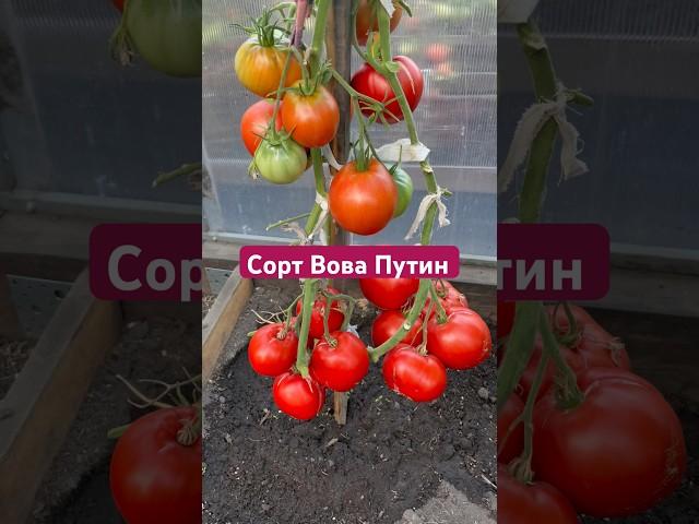 ЗАКАЗАТЬ СЕМЕНА: https://tomatboris.ru/?ysclid=ln76xla4la47180728