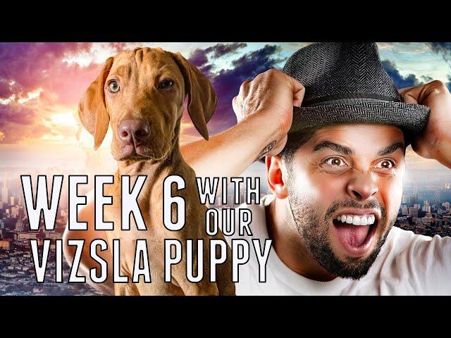 Is a Vizsla right for you? Watch this first!