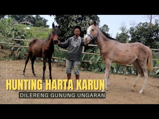 GREBEK PERSEMBUNYIAN ANAKAN KUDA CALON PACU BURUAN KOLEKTOR DI DESA SERIBU KUDA !!!