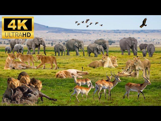 Animal Kingdom 4K - Beautiful And Diverse Animals In The World - Music For Stress Relief