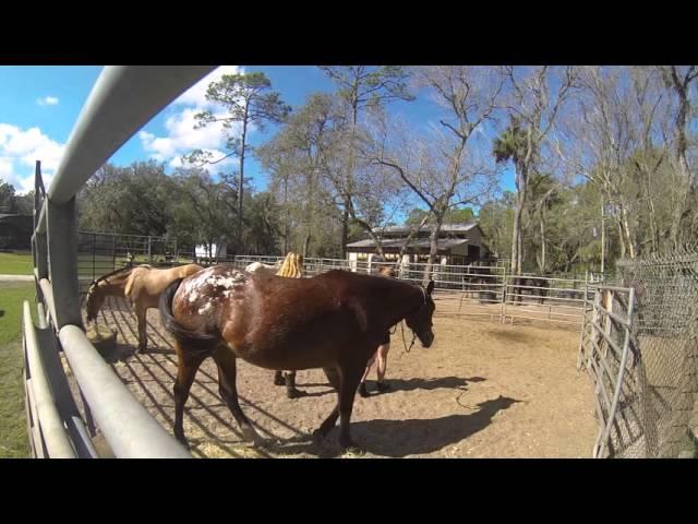 NATUCATE – Mustang Rescue Project in Florida