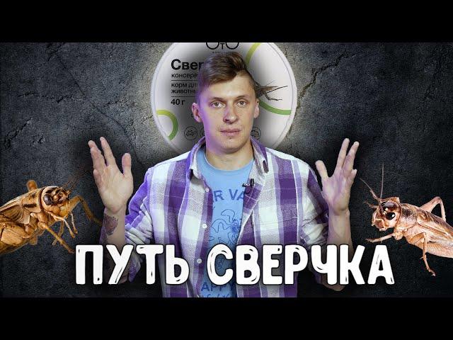 Кормовые насекомые - как это сделано? Сверчковая ферма, консервированные тараканы, компания ONTO.