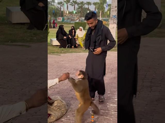 Bandar Tamasha #funnymonkey #angrymonkey #funnyanimal