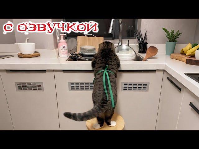 Приколы с котами! С ОЗВУЧКОЙ! Самые смешные животные! Смешные коты! ПОПРОБУЙ НЕ ЗАСМЕЯТЬСЯ!