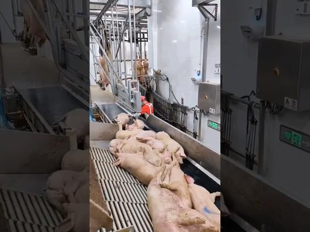 High-tech Modern Hog Slaughterhouse & Pork Processing #shorts #pig #farming #technology #viral #fyp