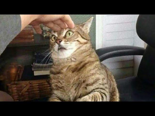 You will Laugh So Hard that You Will Faint with these Funny Cats! 