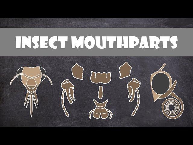 Insect Mouthparts | Entomology