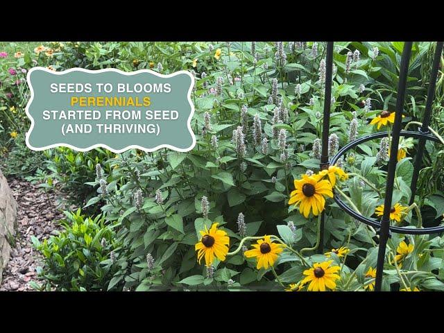 SEED TO BLOOM PERENNIAL STYLE | year 2 from seed and so worth the patience! | The Southern Daisy