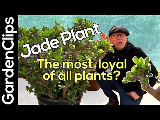 Jade Plant - Crassula ovata - What makes Jade Plant such a loyal and easy to care for houseplant?