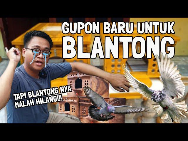 AKHIRNYA MERPATI PUNYA GUPON BARU | TAPI MAAF MERPATI BLANTONG MALAH HILANG