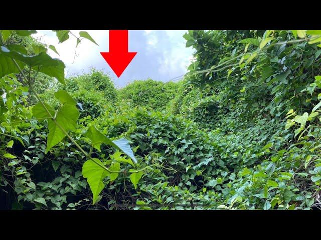 Cleaning up a nearly 100 Year old house, wild plants growing all over the house | Inspirational