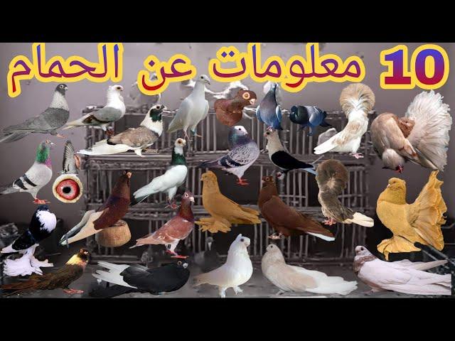 10 معلومات عن الحمام | لو انته بتربى حمام لازم تكون عرفهم