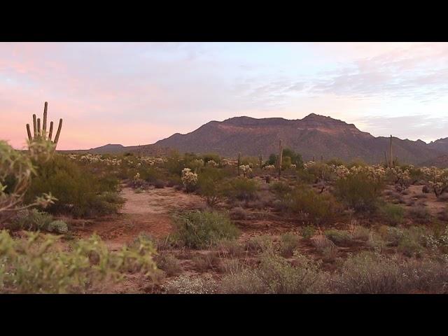 Arizona Desert sounds 1 hour. Sunrise in Mesa, natural sounds of sunrise relaxation #naturesounds