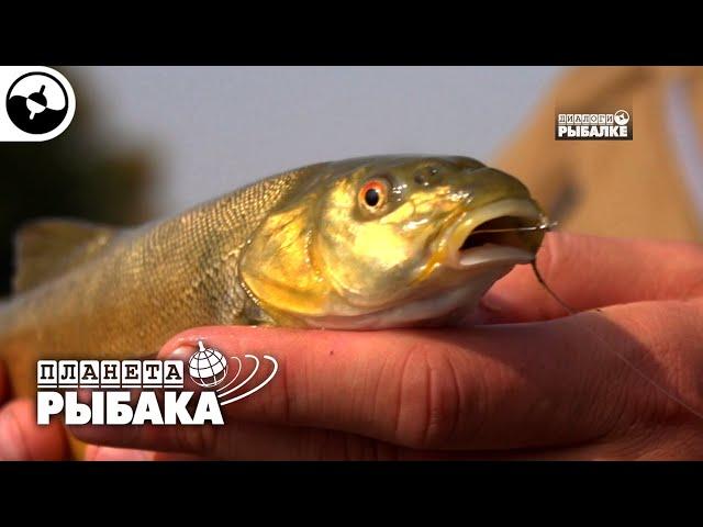 Маринка - рыба редкая. Узбекистан | Планета рыбака