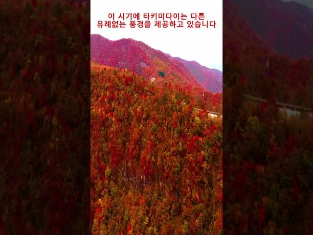 일본 가을 최고의 하이킹 명소! #자오 #타키미다이 #미야기 #가을 #시즌 #일본 #여행