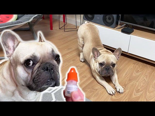 French Bulldog Trying To Avoid Medicine Time FUNNY REACTION