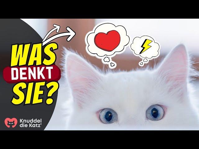 6 Dinge, die deine Katze heimlich über dich denkt! (gemein!)